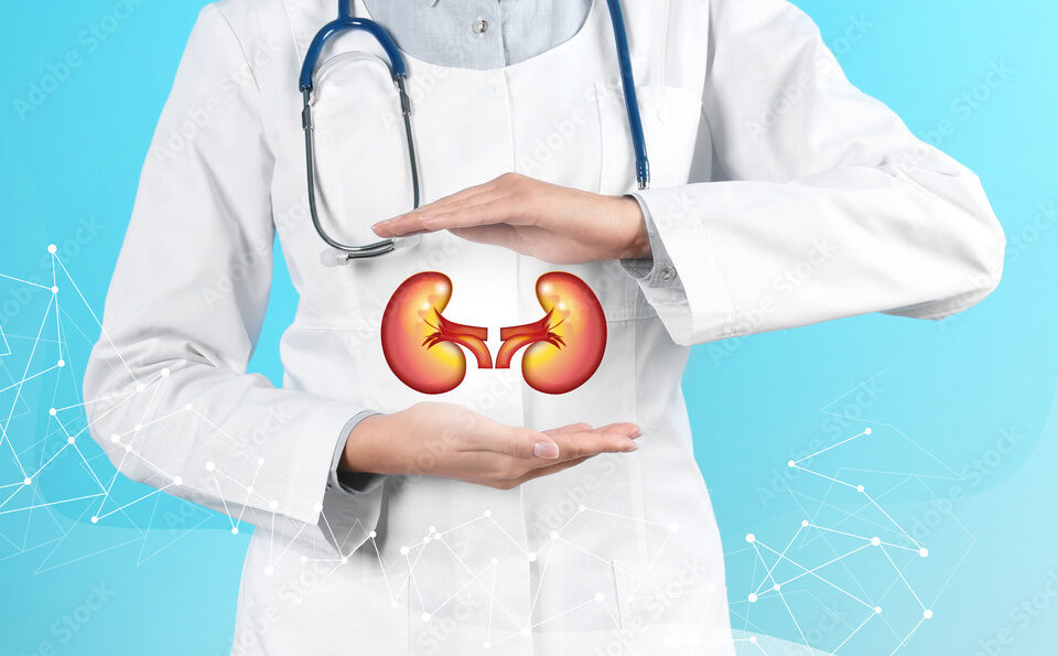 Closeup view of doctor and illustration of kidneys on light blue background